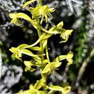 Habenaria frappieri J.-B.Castillon et P.Bernet.petit maïs.orchidaceae.indigène Réunion. (1).jpeg